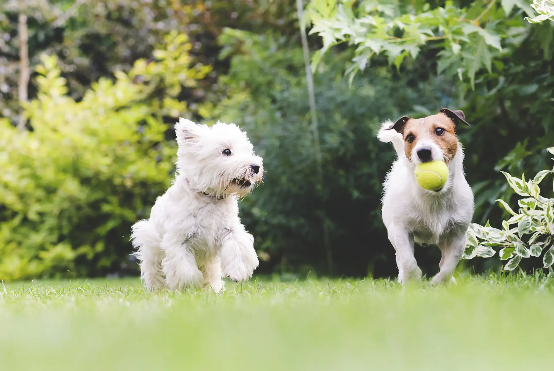 Two dogs running