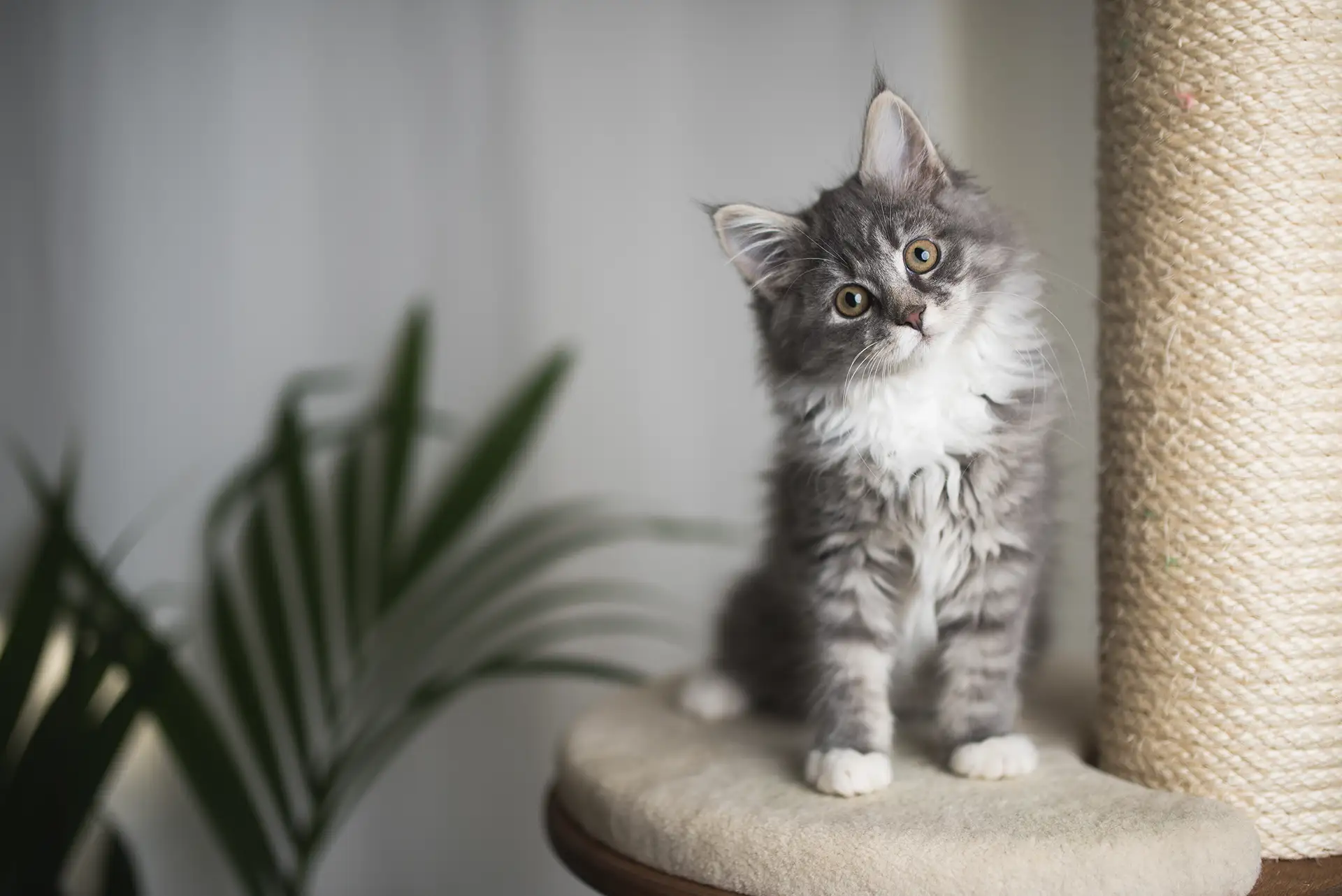 A kitten sitting on a scratching post