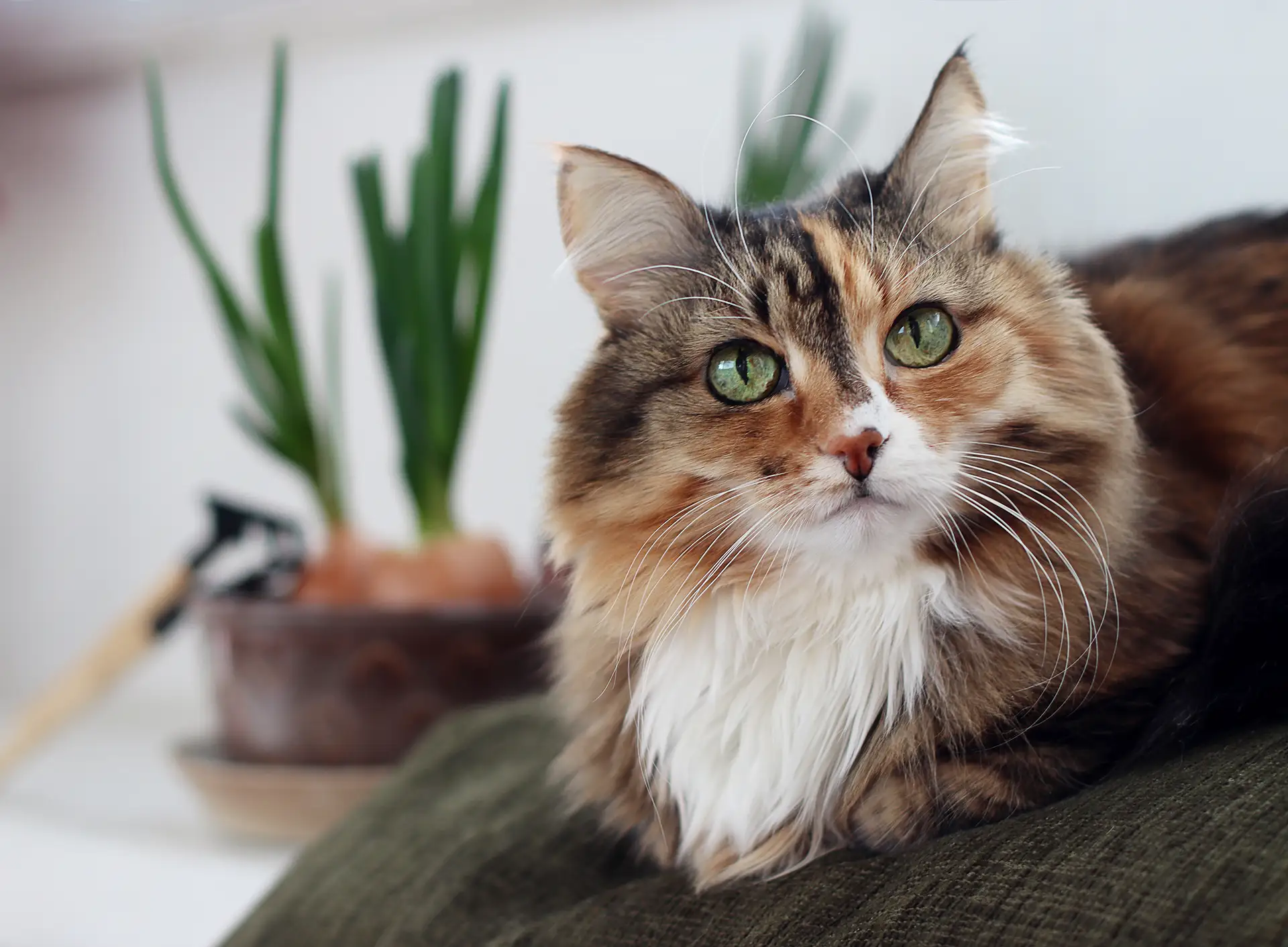 A cat lying down on a chair