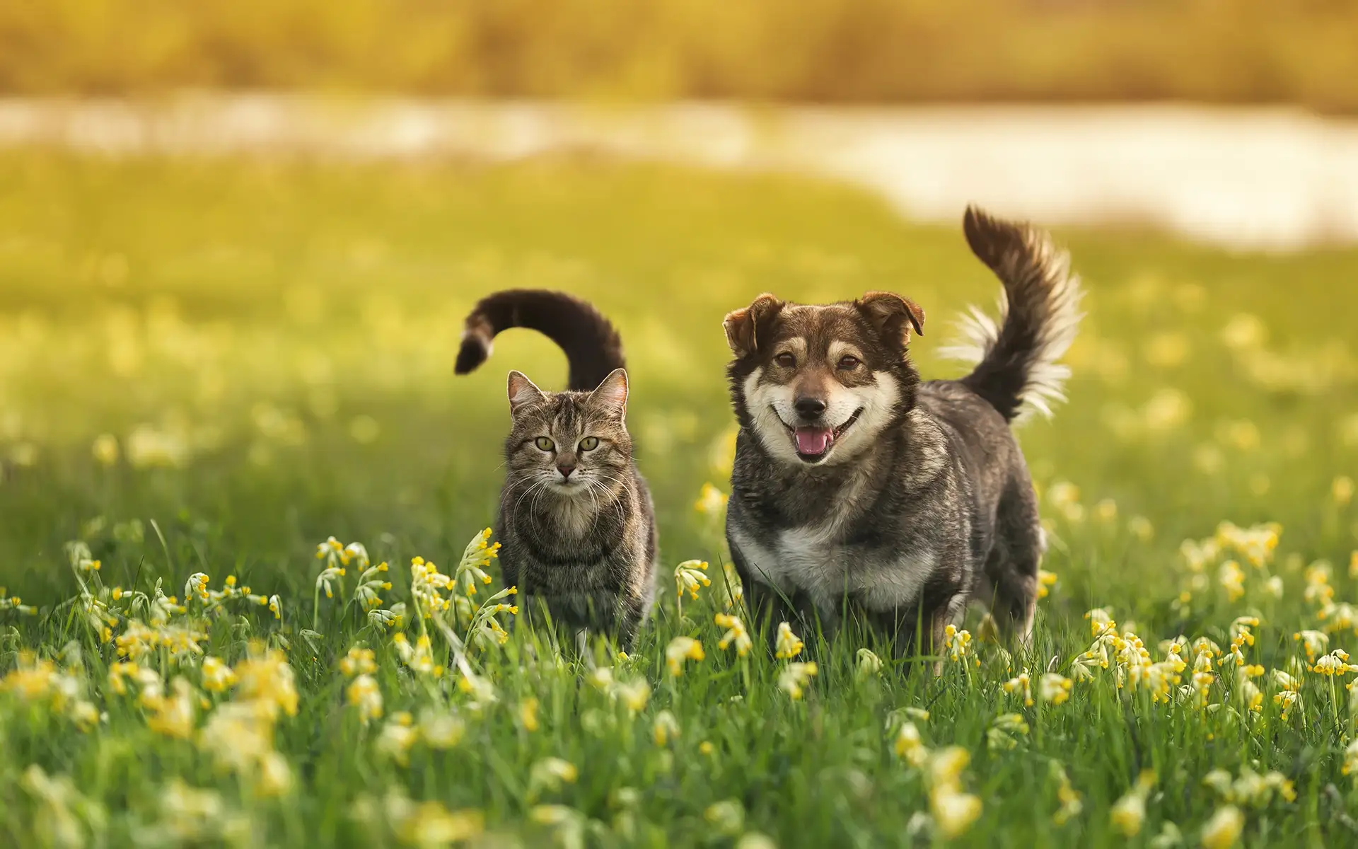 Dog and cat in a field