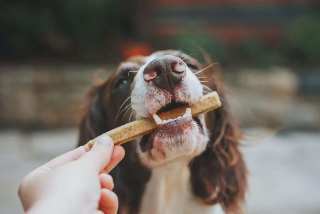 dog with brown and white fur being handed a treat