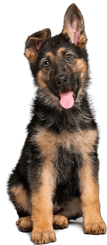 German Shepard puppy