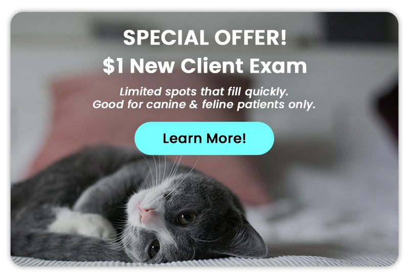 Special offer! $1 New Client Exam - Learn More!