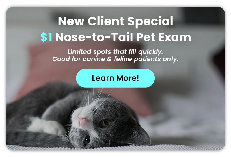 $1 Nose-to-Tail Pet Exam - Learn More!